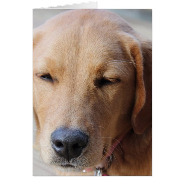 Perro de Golden Retriever #2 (Frente)