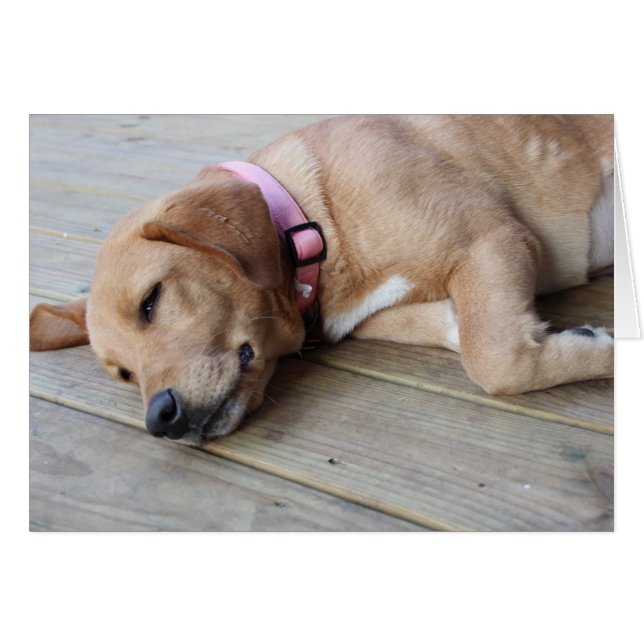 Perro de Golden Retriever #3 (Anverso (Horizontal))