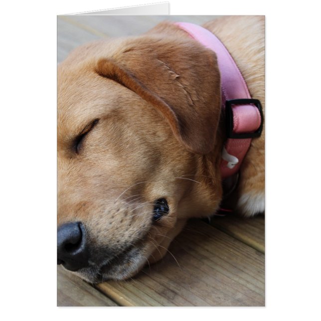 Perro de Golden Retriever #4 (Frente)