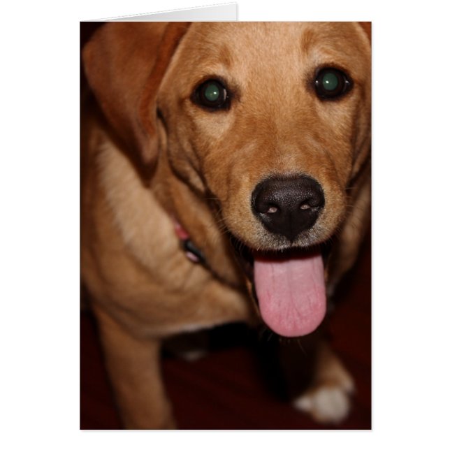 Perro de Golden Retriever #5 (Frente)