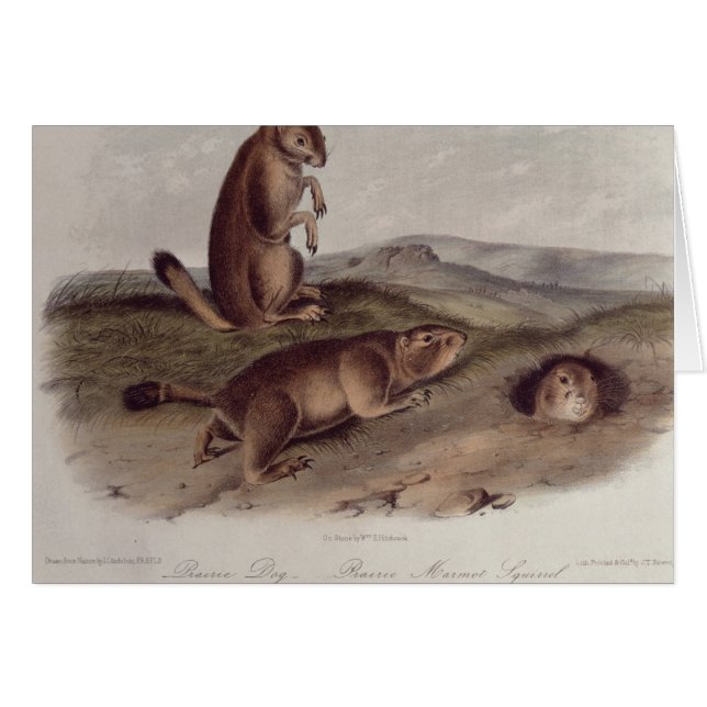 Perro de las praderas de 'Quadrupeds de North (Anverso (Horizontal))