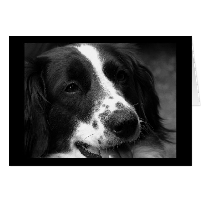 Perro de maravilla (Anverso (Horizontal))