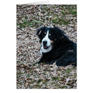 Perro de montaña de Berna en otoño