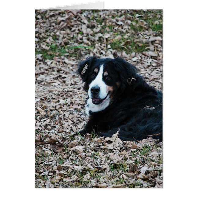 Perro de montaña de Berna en otoño (Frente)