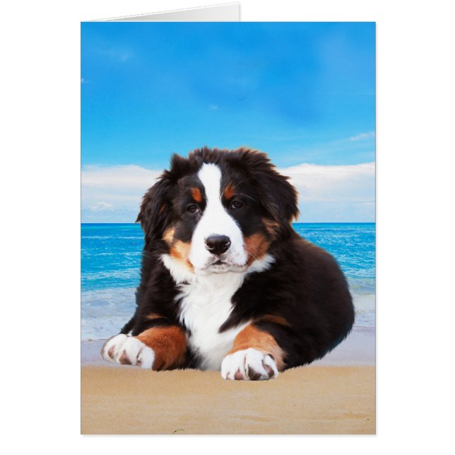 Perro de montaña de Berna sentado en la playa (Frente)