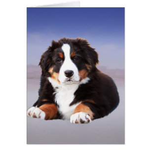 Perro de montaña de Berna sentado en la playa