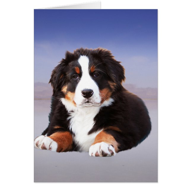 Perro de montaña de Berna sentado en la playa (Frente)