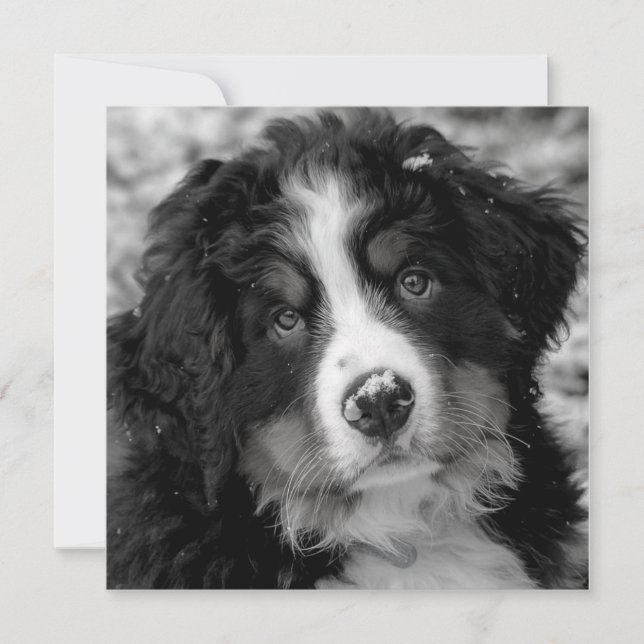 Perro de montaña de Bernese (Anverso)