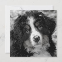 Perro de montaña de Bernese