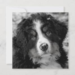 Perro de montaña de Bernese