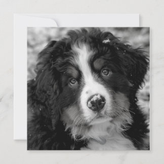 Perro de montaña de Bernese