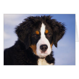Perro de montaña de Bernese
