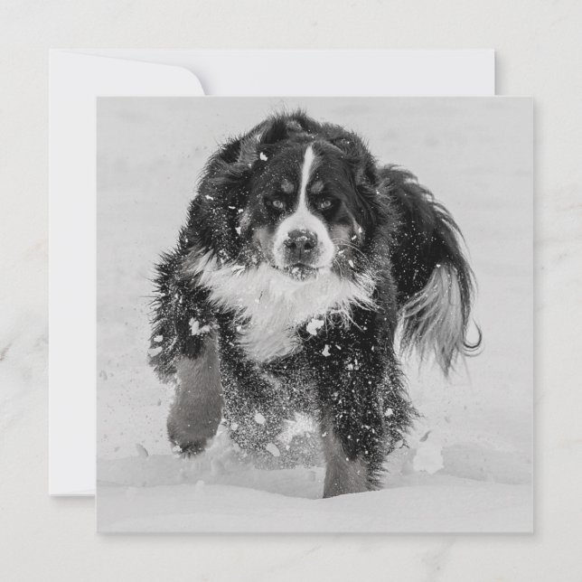 Perro de montaña de Bernese (Anverso)