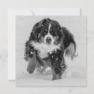 Perro de montaña de Bernese