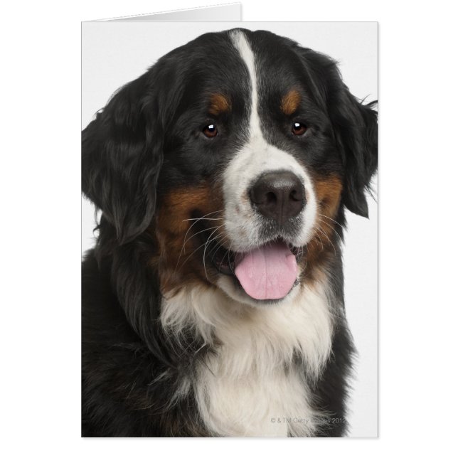 Perro de montaña de Bernese (1 año de edad) (Frente)