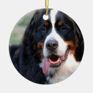 Perro de montaña de Bernese con los ornamentos