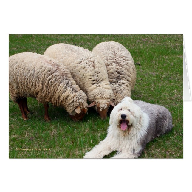Perro de ovejas inglés (Anverso (Horizontal))