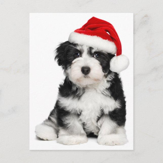 Perro de perrito de Havanese del navidad (Anverso)