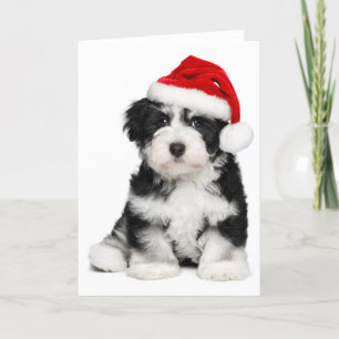 Perro de perrito de Havanese del navidad