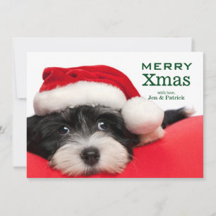 Perro de perrito de Havanese del navidad