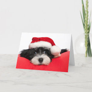 Perro de perrito de Havanese del navidad