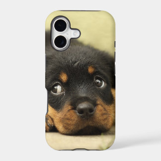 Perro de perrito de Rottweiler curioso