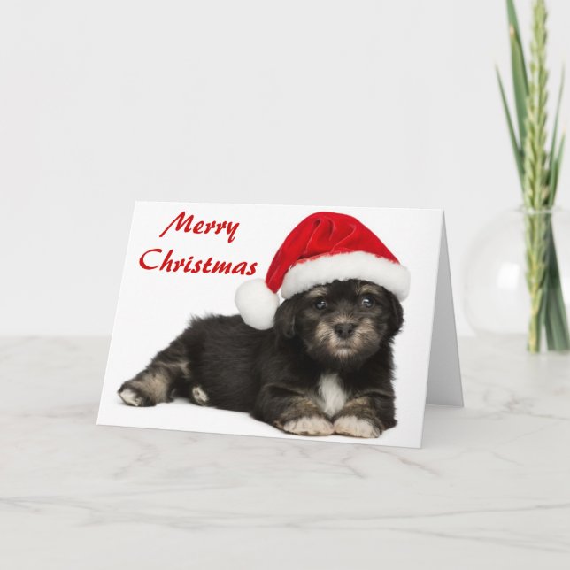 Perro de perrito lindo de Havanese del navidad (Anverso)