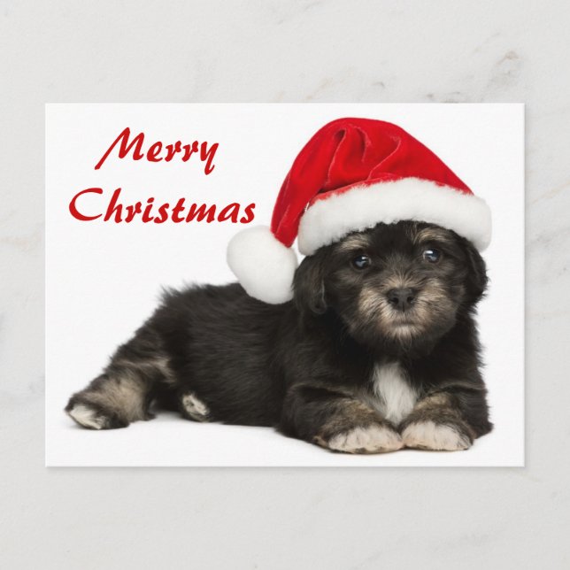 Perro de perrito lindo de Havanese del navidad (Anverso)