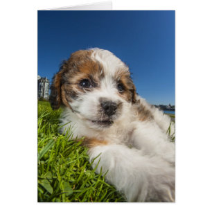 Perro de perrito lindo (Shitzu)