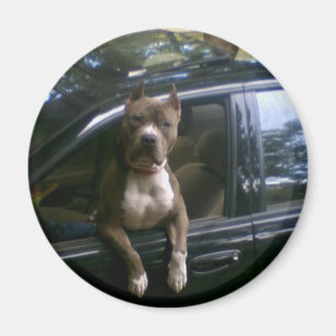 Perro de Pitbull en imán del coche