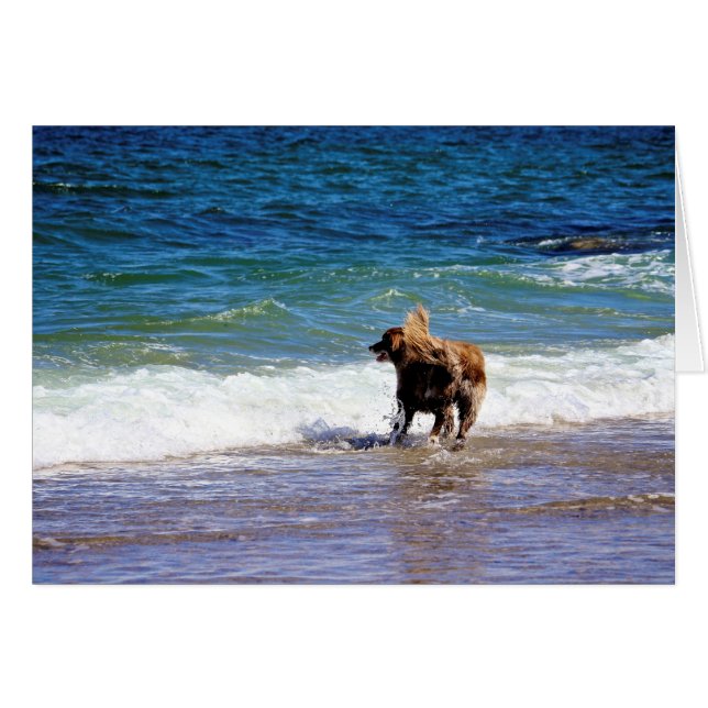 Perro de playa (Anverso (Horizontal))