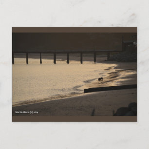 Perro de playa al atardecer Postal Blue Beach So