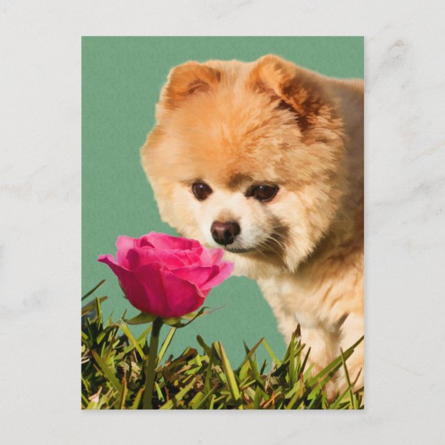 Perro de Pomerania y postal Rosa (Anverso)