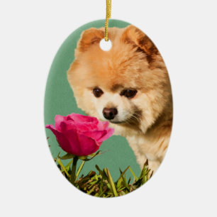 Perro de Pomeranian y ornamento color de rosa