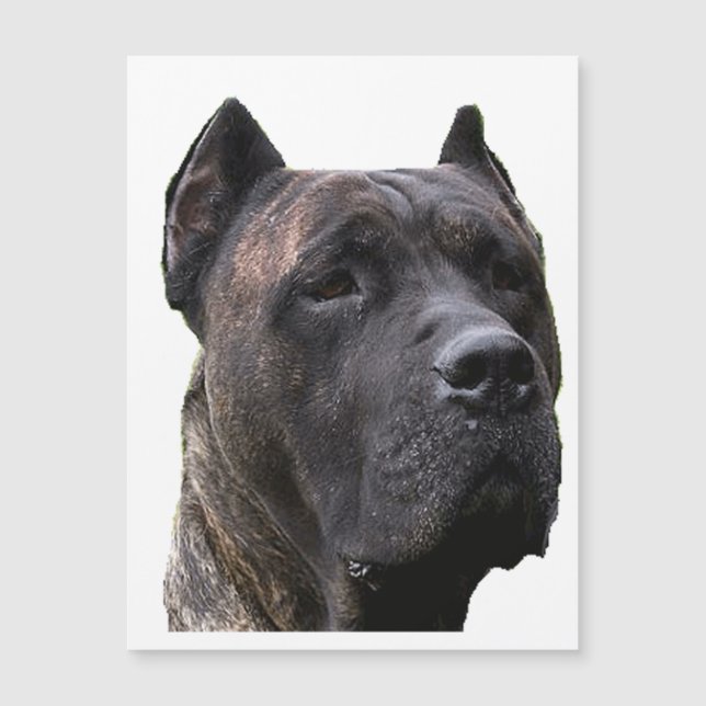 perro de pressa.png (Anverso)