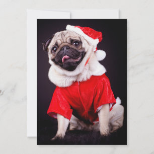 perro de pug