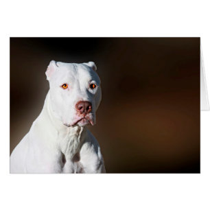 Perro de rescate de Pitbull Terrier norteamericano