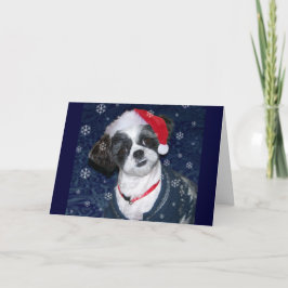 Perro de Shih Tzu del navidad