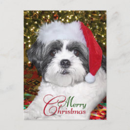 Perro de Shih Tzu del navidad