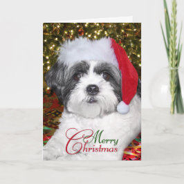 Perro de Shih Tzu del navidad