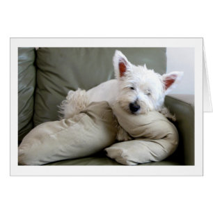 Perro de Westie tarjeta en blanco tan cómoda y