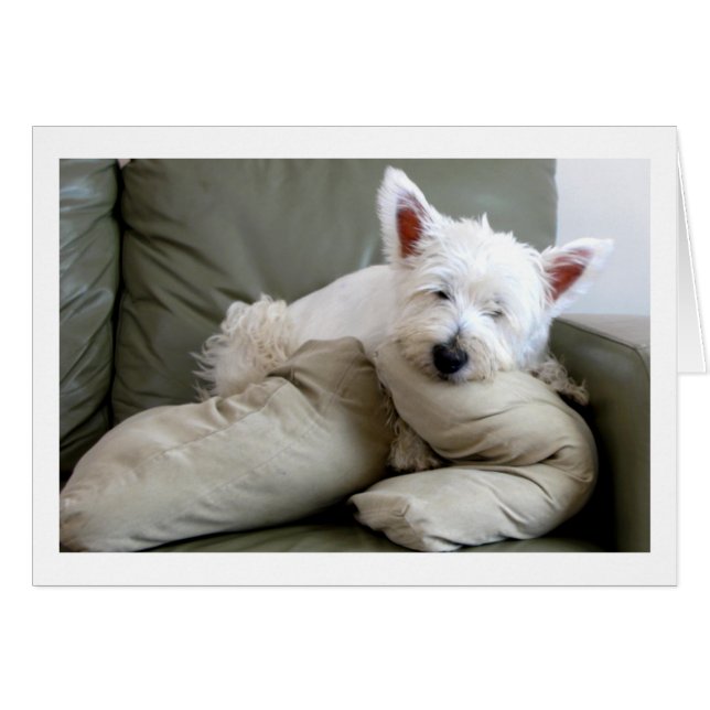 Perro de Westie tarjeta en blanco tan cómoda y (Anverso (Horizontal))