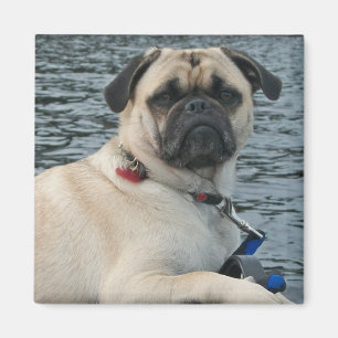 Perro del barro amasado en el imán del agua