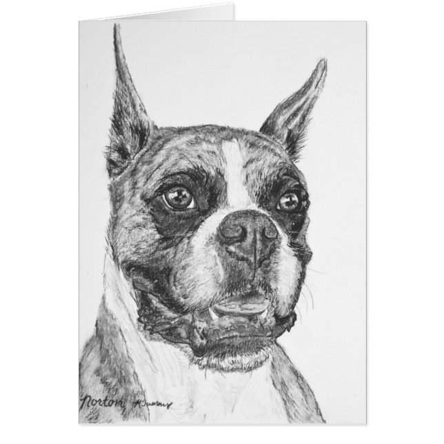 Perro del boxeador (Frente)