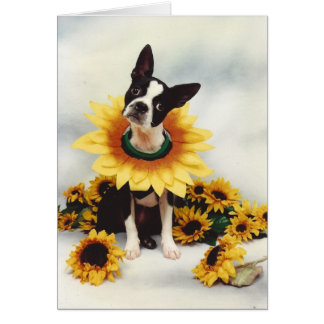 Perro del Bull Terrier de Boston