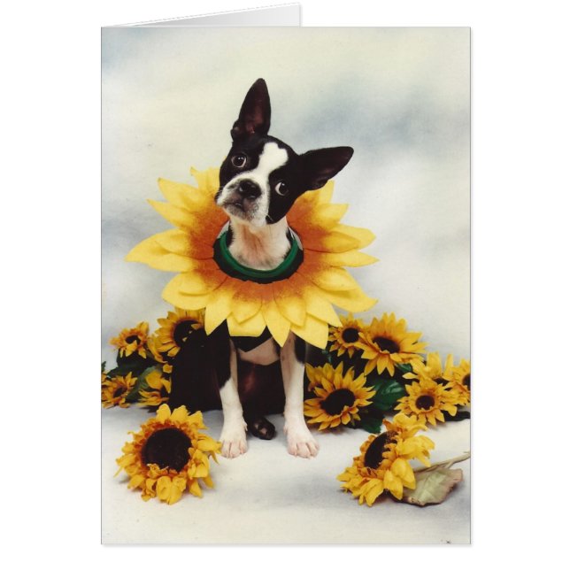 Perro del Bull Terrier de Boston (Frente)