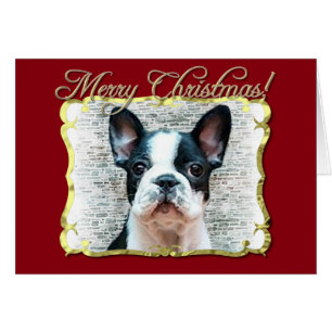 Perro del bulldog francés