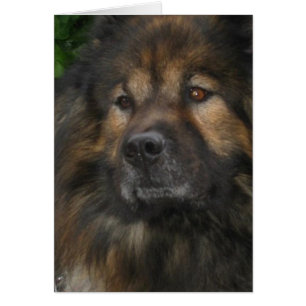 Perro del castillo