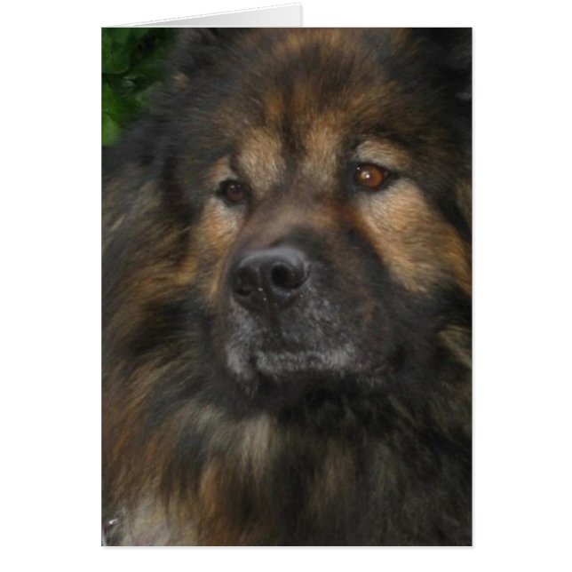 Perro del castillo (Frente)