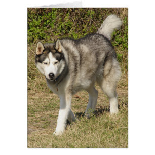 Perro del husky siberiano